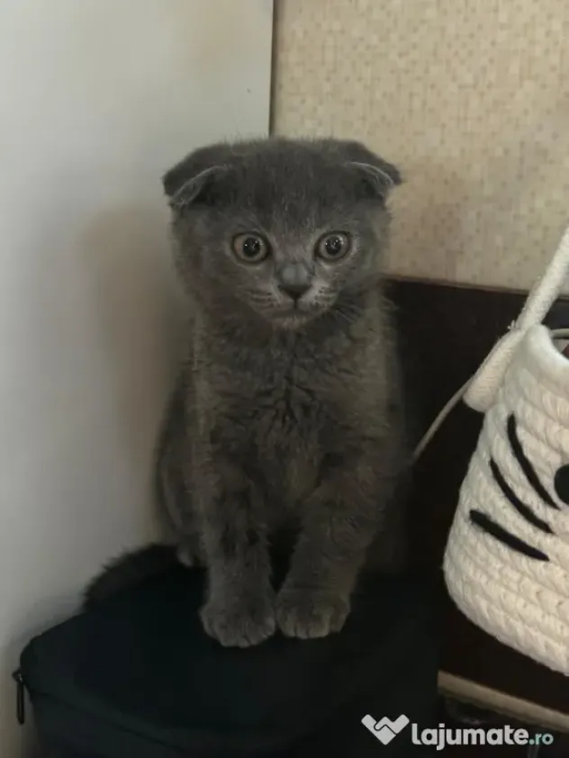 Fetita Scottish Fold de vanzare