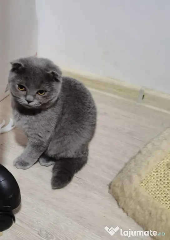 Fetita Scottish Fold de vanzare