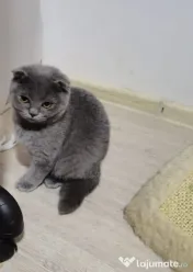 Fetita Scottish Fold de vanzare 
