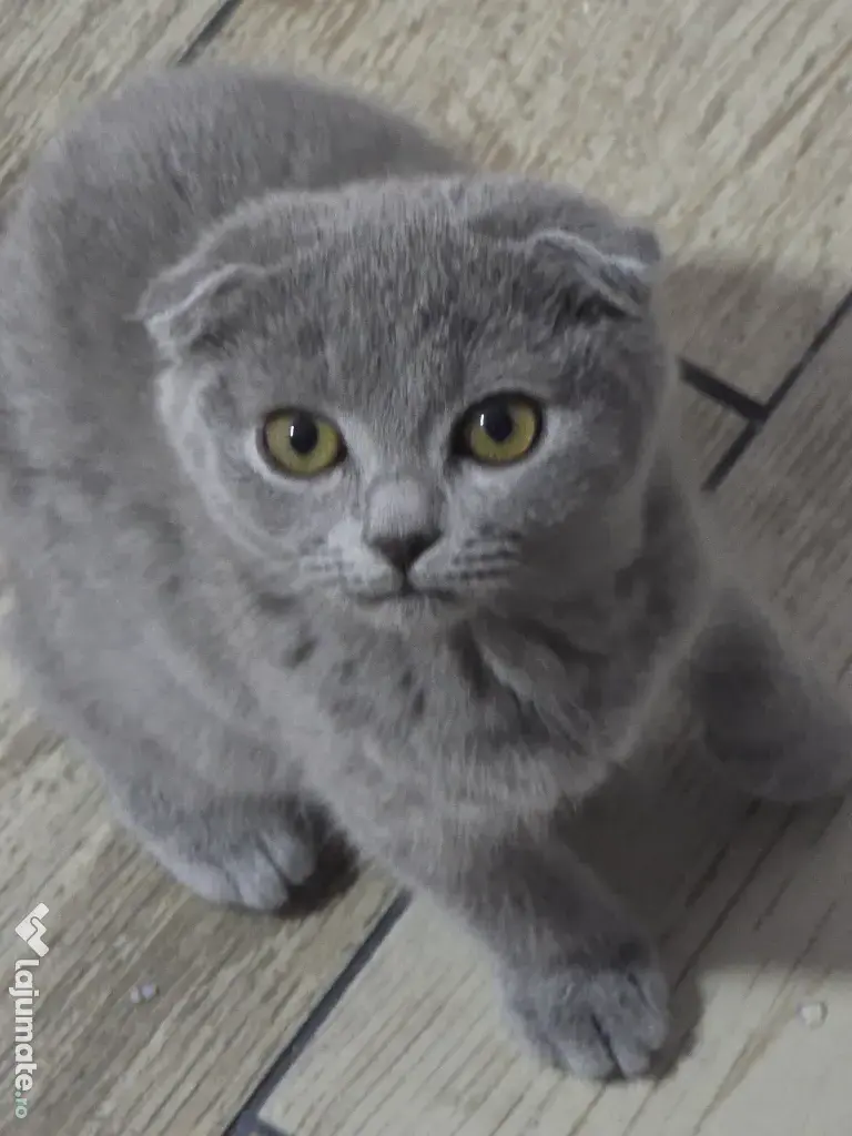 Fetita Scottish Fold de vanzare