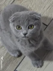 Fetita Scottish Fold de vanzare 