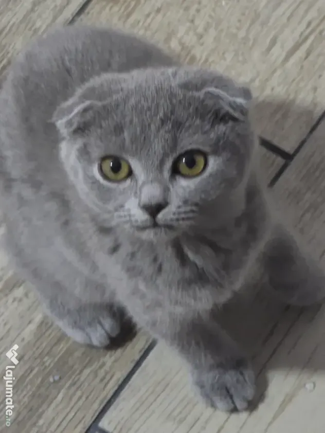 Fetita Scottish Fold de vanzare