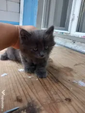 British longhair 