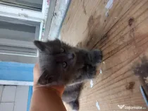 British longhair