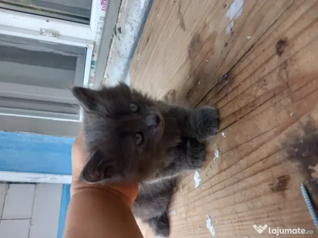 British longhair