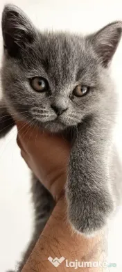 Puiuți British Shorthair Blue Rasa Pură