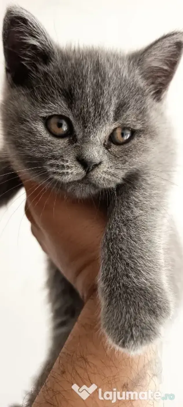 Puiuți British Shorthair Blue Rasa Pură