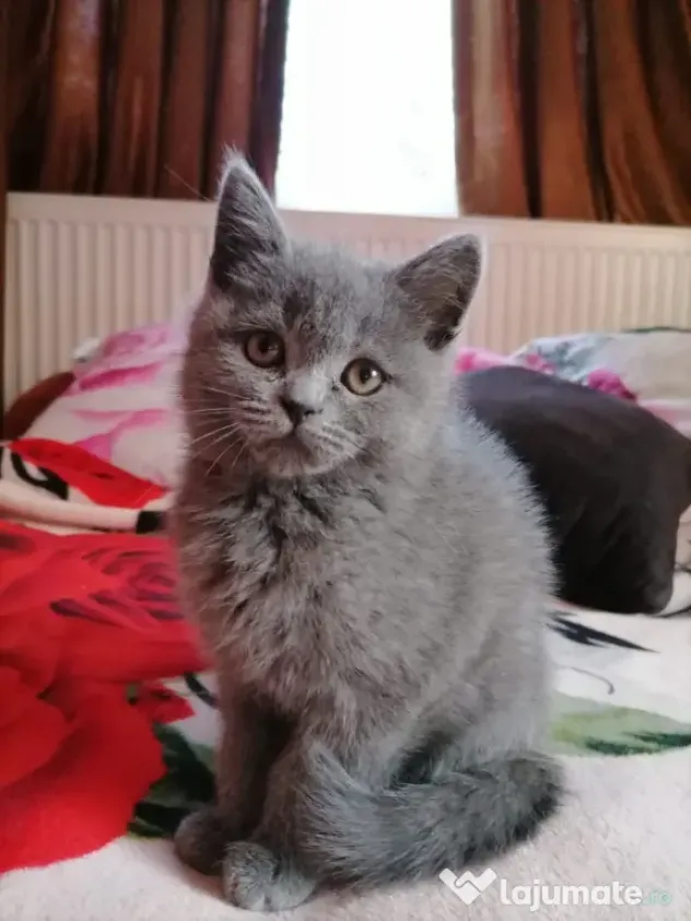 Puiuți British Shorthair Blue Rasa Pură