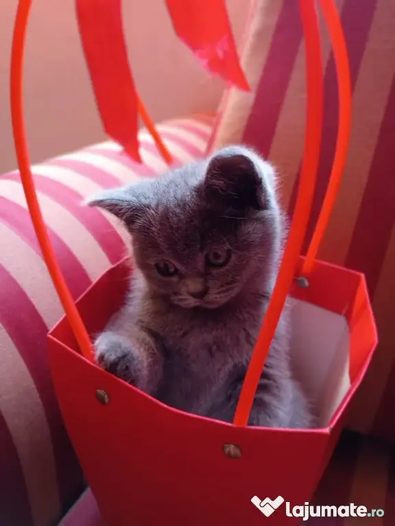 Puiuți British Shorthair Blue Rasa Pură