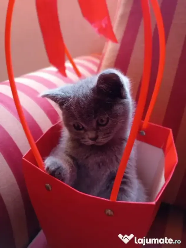 Puiuți British Shorthair Blue Rasa Pură