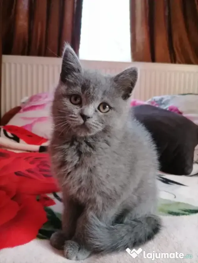 Puiuți British Shorthair Blue Rasa Pură