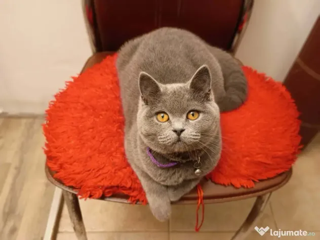 Puiuți British Shorthair Blue Rasa Pură