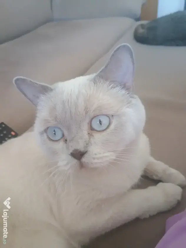 Motan british shorthair
