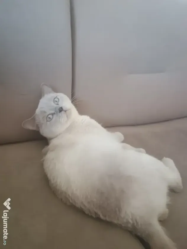 Motan british shorthair
