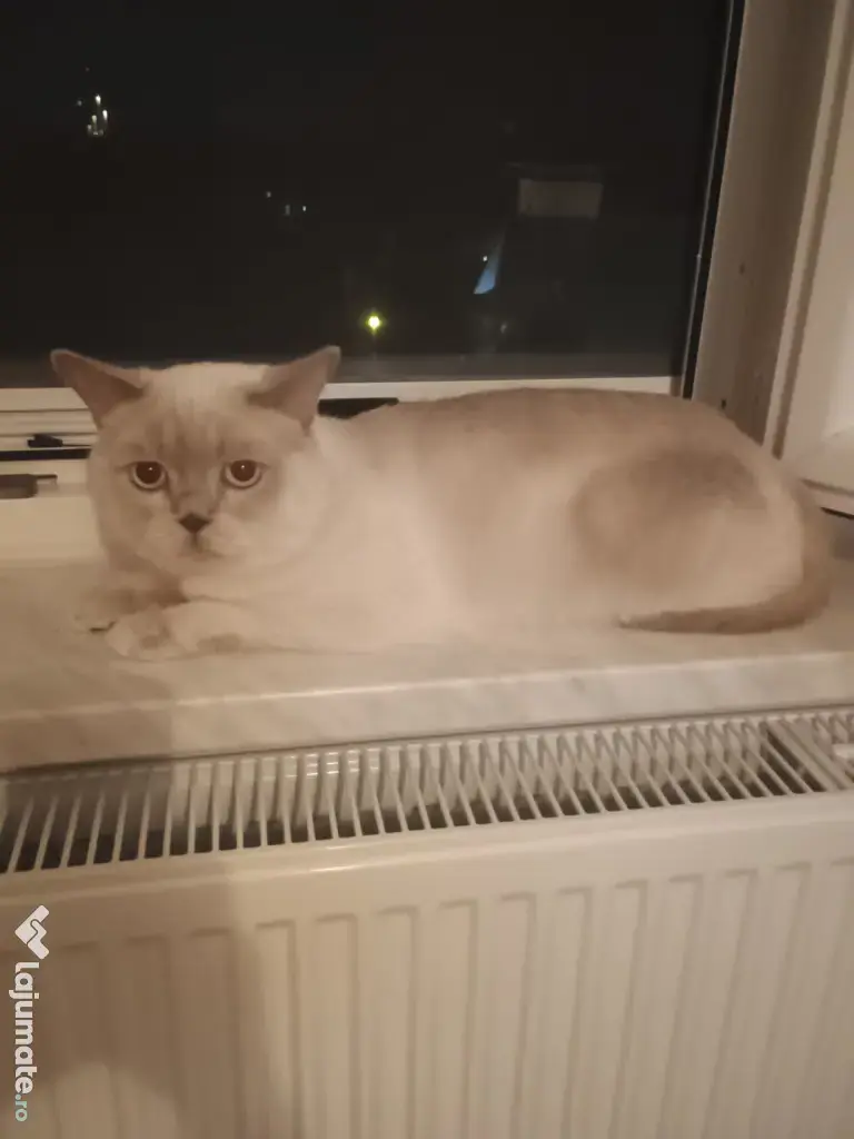 Motan british shorthair