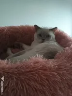 Motan british shorthair