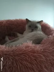Motan british shorthair 