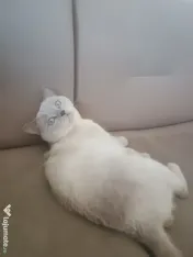 Motan british shorthair 