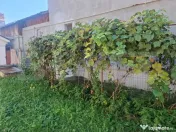 CASA RUSTICA DE VANZARE 