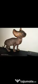 Sphynx Sfinx Sphinx