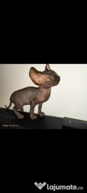 Sphynx Sfinx Sphinx 