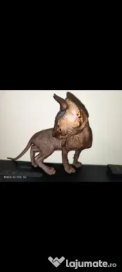 Sphynx Sfinx Sphinx 