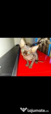 Sphynx Sfinx Sphinx 