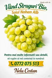 Struguri nohan alb căpșunică de vânzare 