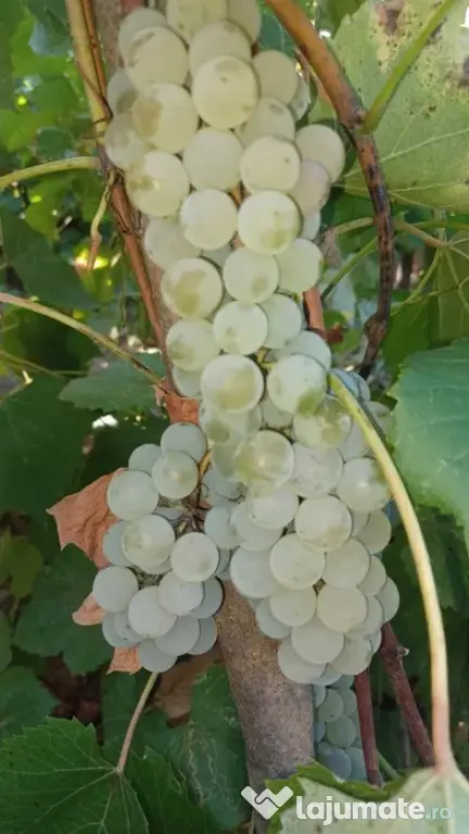 Struguri nohan alb căpșunică de vânzare