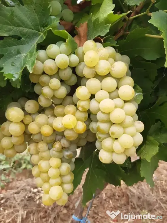 Struguri nohan alb căpșunică de vânzare