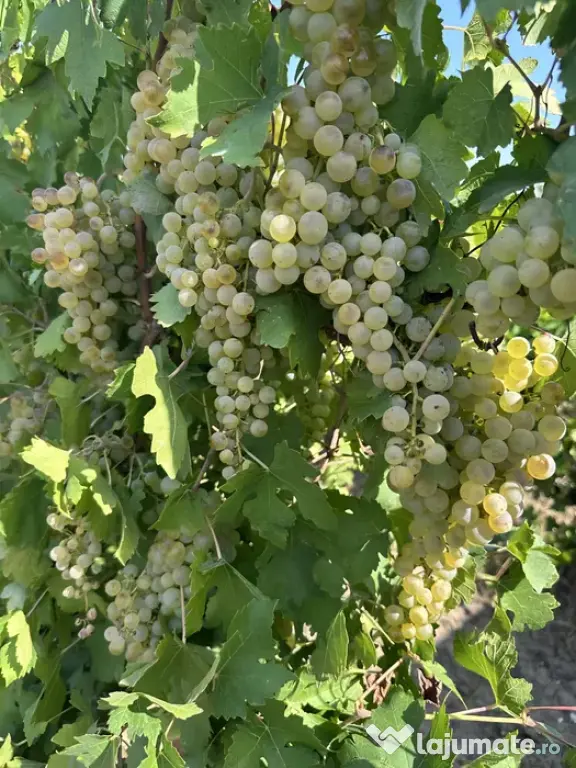 Struguri nohan alb căpșunică de vânzare