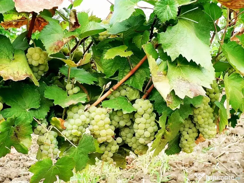 Struguri nohan alb căpșunică de vânzare