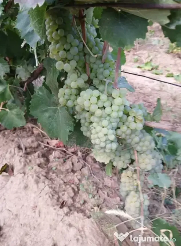 Struguri nohan alb căpșunică de vânzare