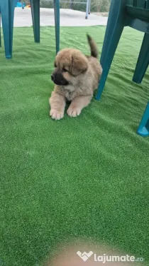 Catelus Chow chow