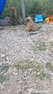 Catelus Chow chow 