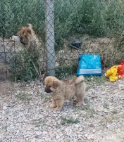 Catelus Chow chow 