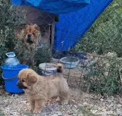 Catelus Chow chow 
