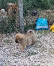 Catelus Chow chow 