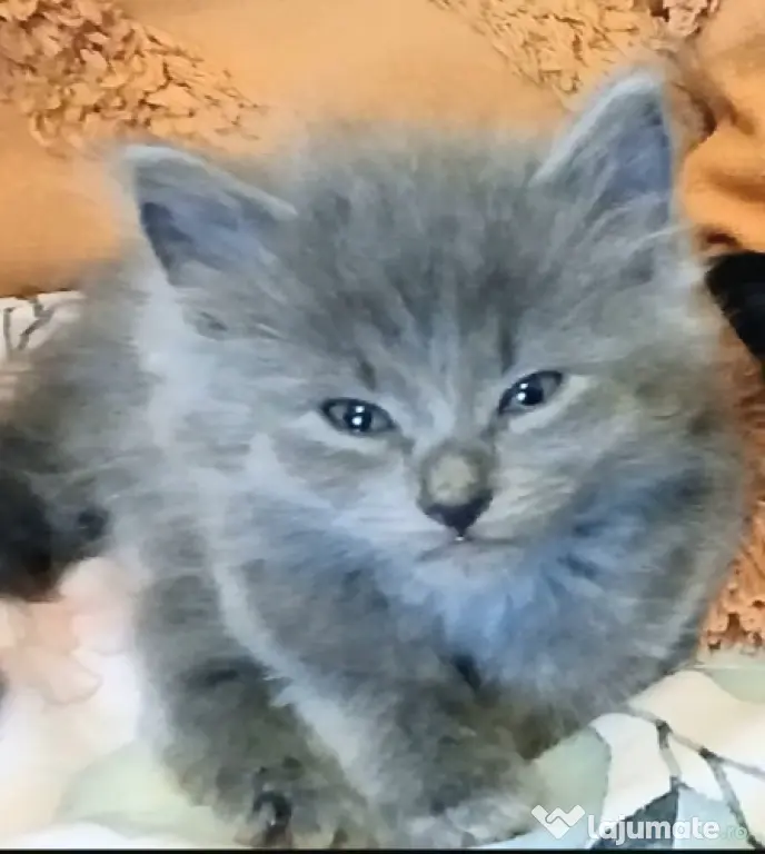 Baietei Scottish Fold si straight, adorabili si empatici isi cauta Omul