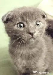Baietei Scottish Fold si straight, adorabili si empatici isi cauta Omul