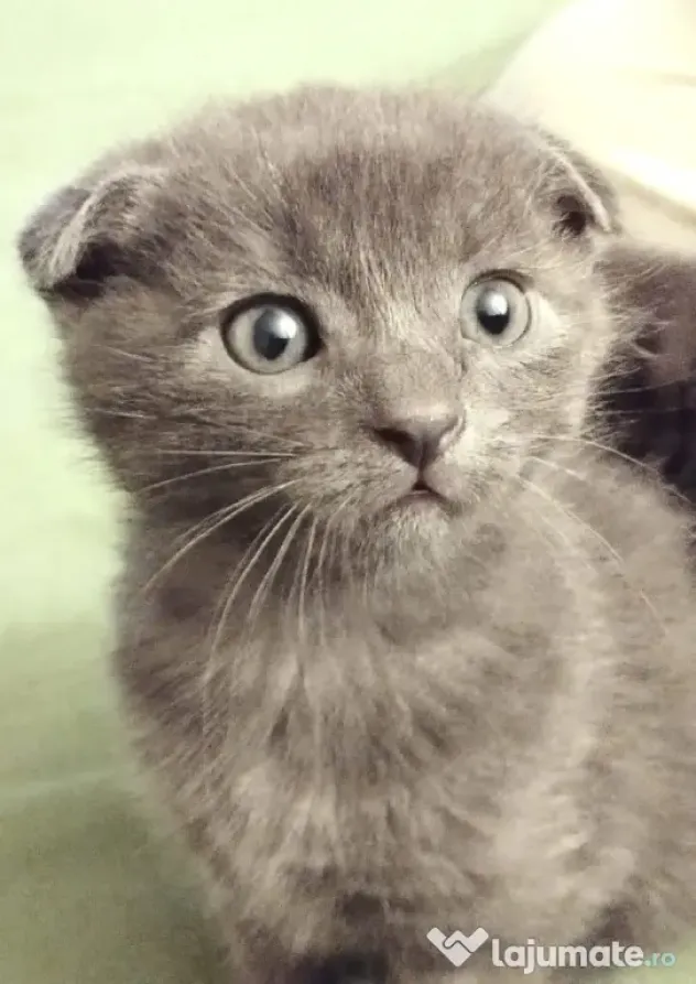 Baietei Scottish Fold si straight, adorabili si empatici isi cauta Omul