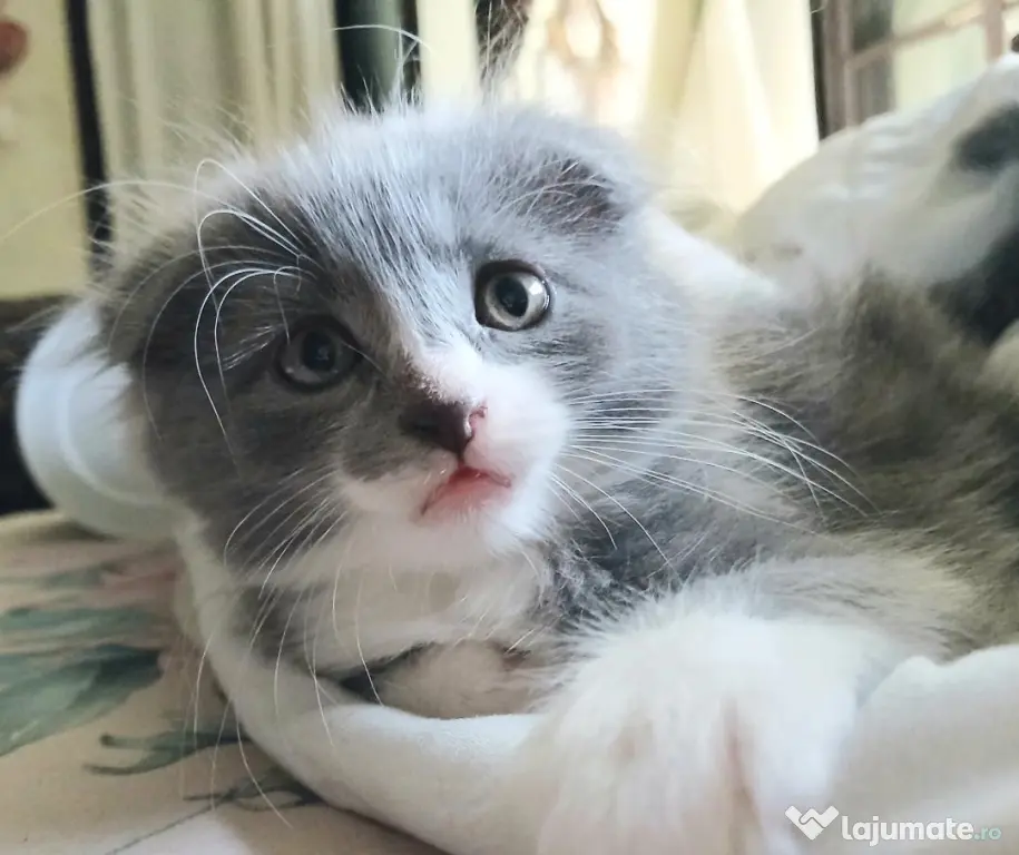Baietei Scottish Fold si straight, adorabili si empatici isi cauta Omul