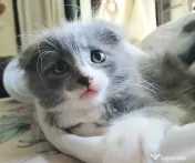 Baietei Scottish Fold si straight, adorabili si empatici isi cauta Omul