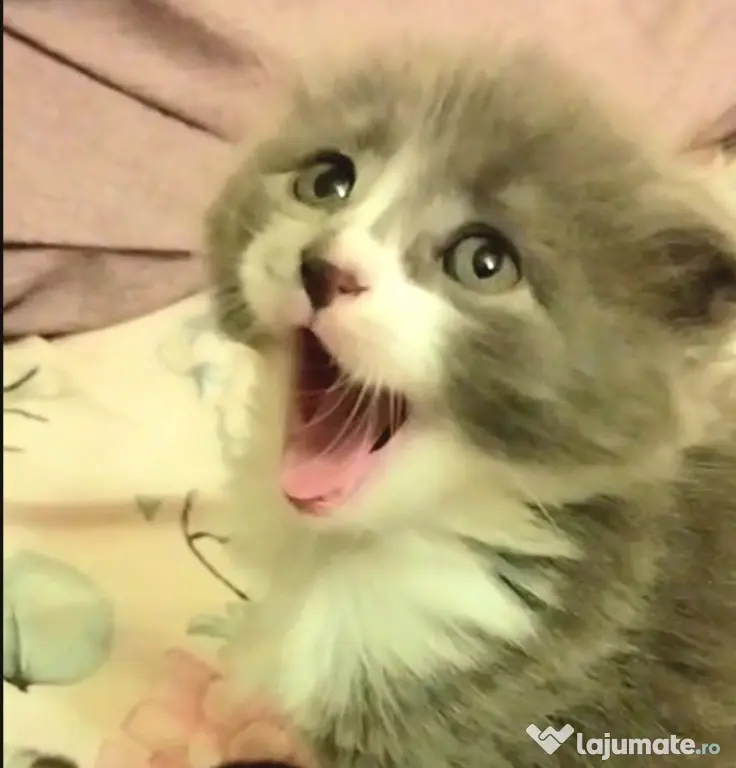 Baietei Scottish Fold si straight, adorabili si empatici isi cauta Omul