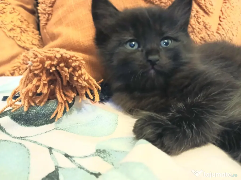 Baietei Scottish Fold si straight, adorabili si empatici isi cauta Omul