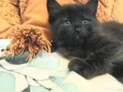 Baietei Scottish Fold si straight, adorabili si empatici isi cauta Omul