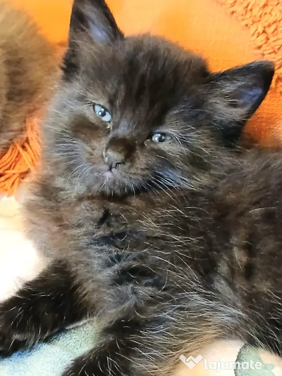 Baietei Scottish Fold si straight, adorabili si empatici isi cauta Omul