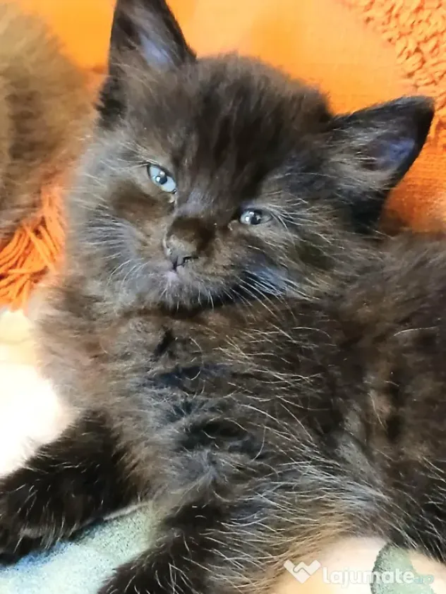Baietei Scottish Fold si straight, adorabili si empatici isi cauta Omul