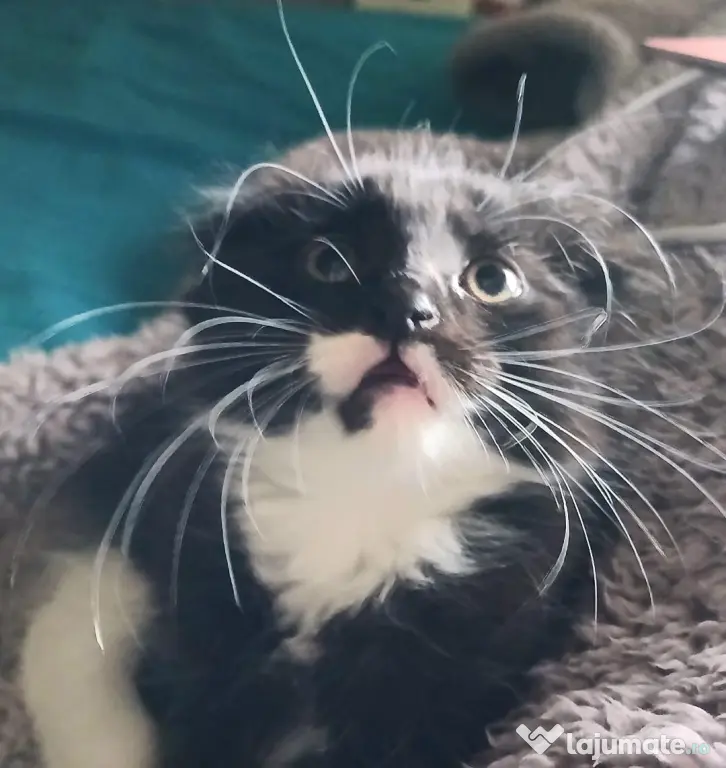 Baietei Scottish Fold si straight, adorabili si empatici isi cauta Omul