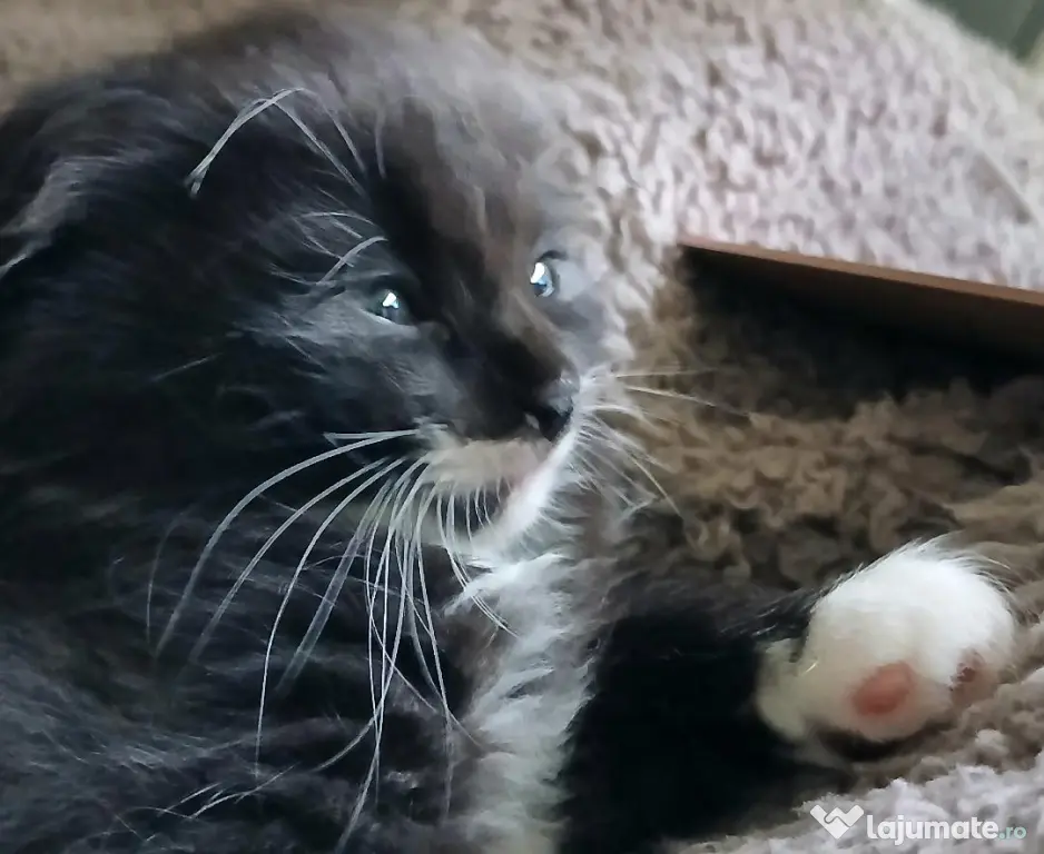 Baietei Scottish Fold si straight, adorabili si empatici isi cauta Omul